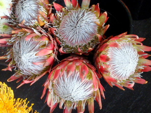 King Protea.